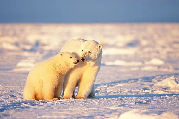 polar bear, ursus maritimus, sow with a spring cub stay close together for safety and protection