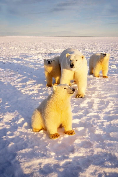 polar bear, Ursus maritimus, sow with spring triplets on the frozen Arctic ocean