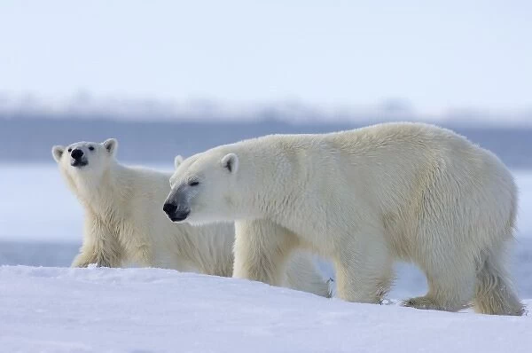 polar bear, Ursus maritimus, sow with subadult cub along the edge of an open lead