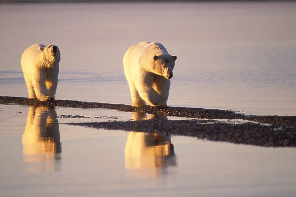 polar bear, Ursus maritimus, sow with subadult walking along the Arctic coast, 1002