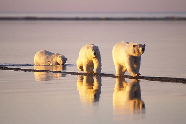 polar bear, Ursus maritimus, sow with subadults walking along the Arctic coast, 1002