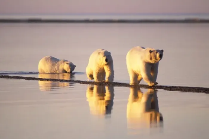 Framed Print : polar bear, Ursus maritimus, sow with subadults walking along the Arctic coast, 1002 Framed Print : polar bear, Ursus maritimus, sow with subadults walking along the Arctic coast, 1002