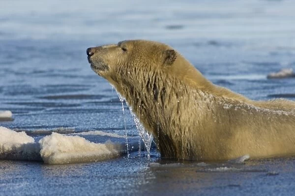 polar bear, Ursus maritimus, sow swims in the water and ice, 1002 coastal plain of
