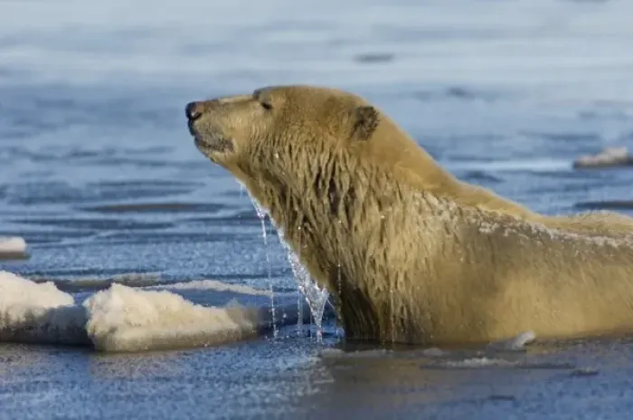 Framed Print : polar bear, Ursus maritimus, sow swims in the water and ice, 1002 coastal plain of Framed Print : polar bear, Ursus maritimus, sow swims in the water and ice, 1002 coastal plain of