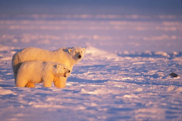 polar bear, Ursus maritimus, sow with yawning spring cub on the frozen Arctic ocean