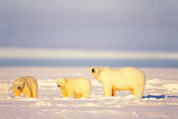 Framed Print : polar bear, Ursus maritimus, sows with cubs on the frozen 1002 coastal plain, Arctic
