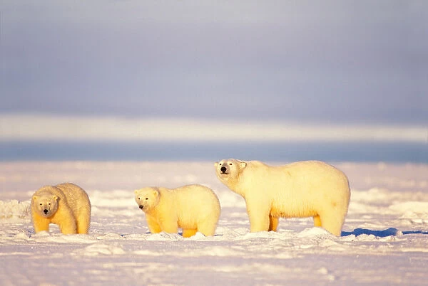 polar bear, Ursus maritimus, sows with cubs on the frozen 1002 coastal plain, Arctic