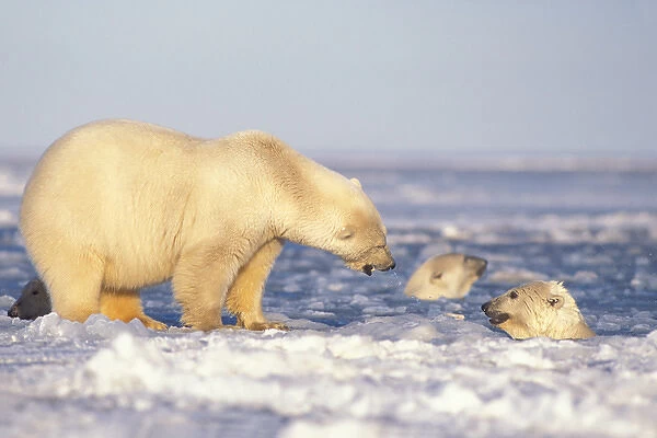 polar bear, Ursus maritimus, sows with cubs playing in slushy pack ice, 1002 coastal
