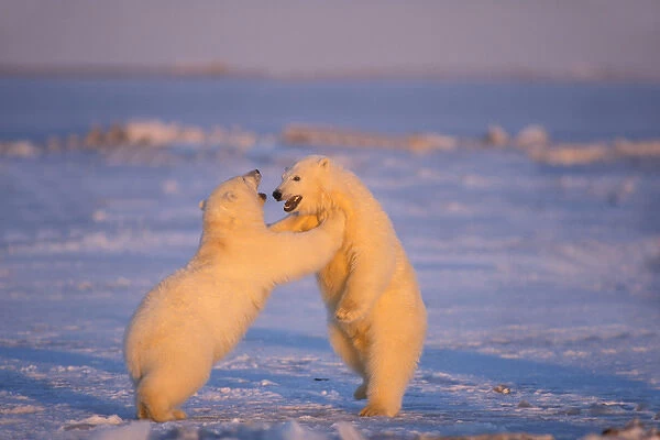 polar bear, Ursus maritimus, two spring cubs playing at sunrise, 1002 area of the