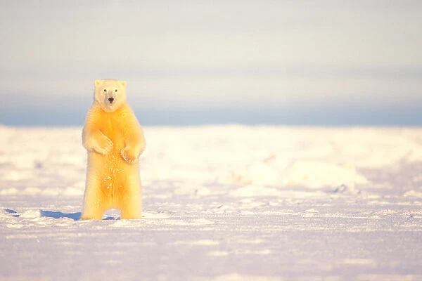 polar bear, Ursus maritimus, standing on the snow-covered pack ice of the frozen 1002 coastal plain