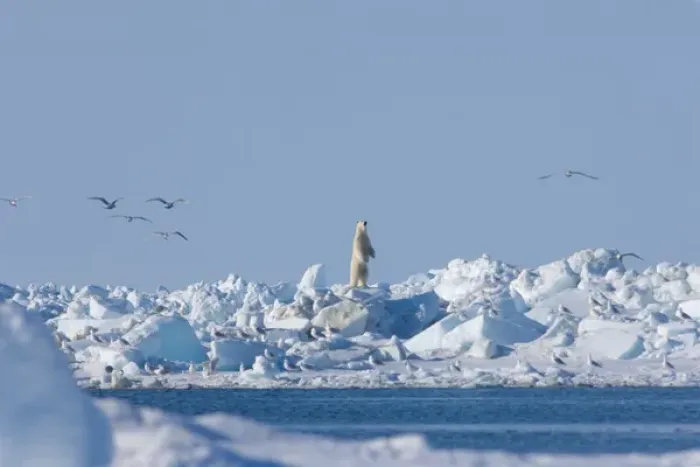 Framed Print : polar bear, Ursus maritimus, standing and looking across an open lead that is closing