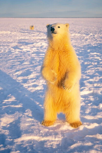 polar bear, Ursus maritimus, standing on the pack ice and looking at the photographer