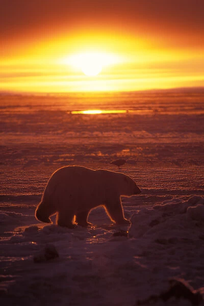 polar bear, Ursus maritimus, at sunrise on the pack ice of the frozen coastal plain