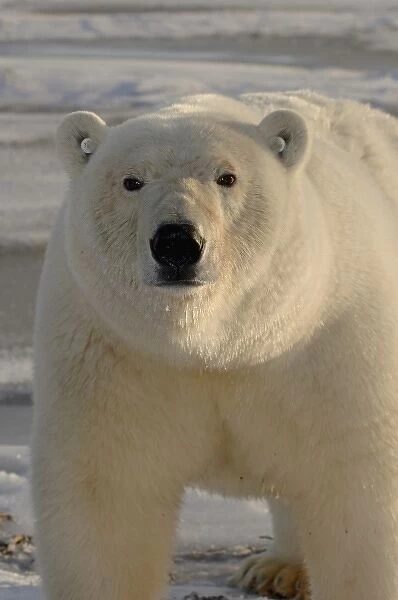 polar bear, Ursus maritimus, tagged on the pack ice, 1002 coastal plain of the Arctic