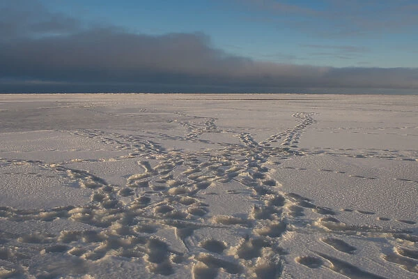 polar bear, Ursus maritimus, tracks, 1002 coastal plain of the Arctic National Wildlife Refuge