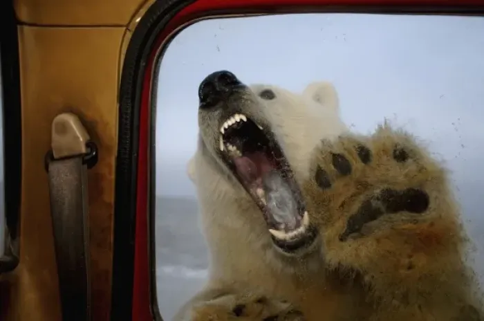 Framed Print : polar bear, Ursus maritimus, tries to bite truck window, 1002 coastal plain of Framed Print : polar bear, Ursus maritimus, tries to bite truck window, 1002 coastal plain of