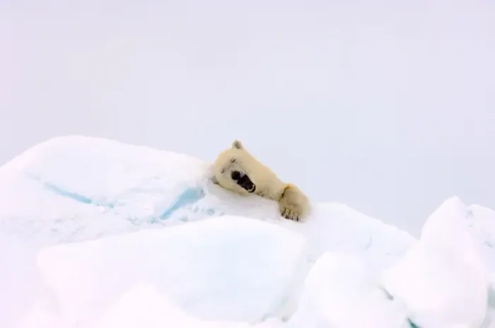 Framed Print : polar bear, Ursus maritimus, waking from a nap in rough ice, frozen eastern Chuckchi Sea Framed Print : polar bear, Ursus maritimus, waking from a nap in rough ice, frozen eastern Chuckchi Sea