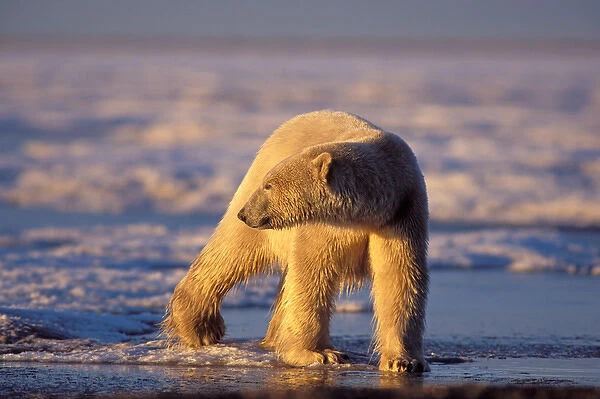 polar bear, Ursus maritimus, walking along the Arctic coast, 1002 area of the Arctic