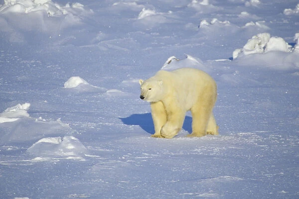 Polar Bear (Ursus maritimus) walking, Churchill, Manitoba, Canada