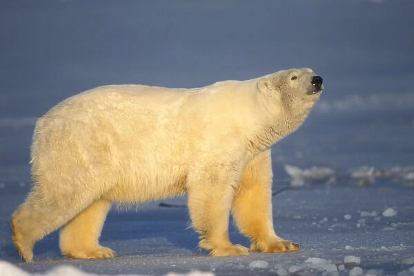 polar bear, Ursus maritimus, walking across frozen Arctic ocean, Arctic National Wildlife Refuge