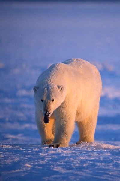 polar bear, Ursus maritimus, walking on the frozen pack ice at sunset, 1002 coastal