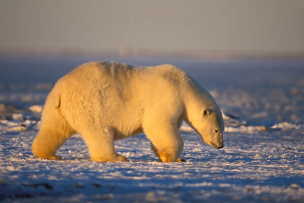 polar bear, Ursus maritimus, walking along frozen pack ice, 1002 coastal plain of