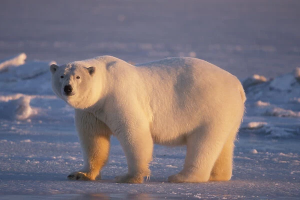 polar bear, Ursus maritimus, walking along the frozen pack ice, 1002 coastal plain