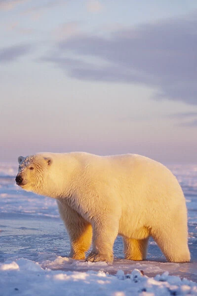 polar bear, Ursus maritimus, walking along the frozen pack ice, 1002 coastal plain