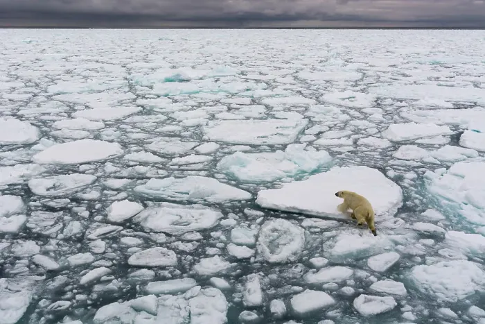 Framed Print : A polar bear, Ursus maritimus, walking the melting sea ice. North polar ice cap, Arctic Ocean Framed Print : A polar bear, Ursus maritimus, walking the melting sea ice. North polar ice cap, Arctic Ocean