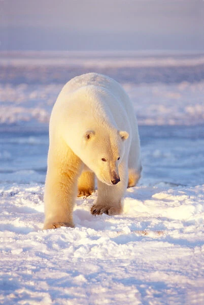 polar bear, Ursus maritimus, walking on the pack ice of the frozen coastal plain