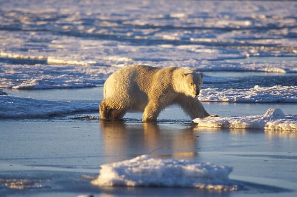 polar bear, Ursus maritimus, walking along the pack ice of the frozen coastal plain