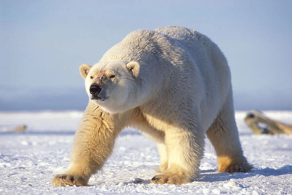 polar bear, Ursus maritimus, walking on the pack ice of the frozen coastal plain