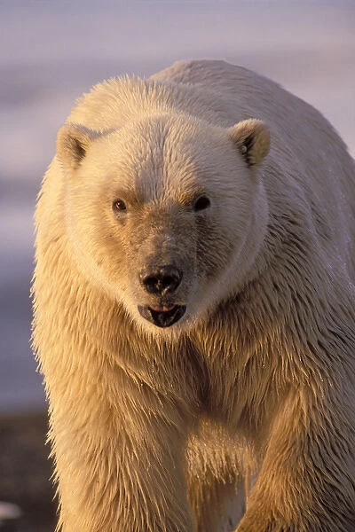 polar bear, Ursus maritimus, walking along the pack ice, 1002 area of the Arctic