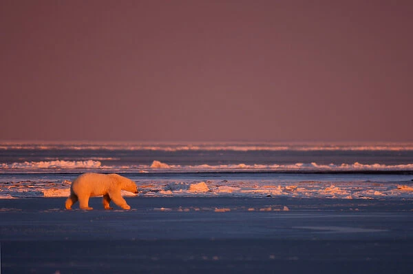 polar bear, Ursus maritimus, walking on the pack ice at sunrise, 1002 coastal plain