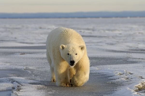 polar bear, Ursus maritimus, walking on the pack ice, 1002 coastal plain of the Arctic