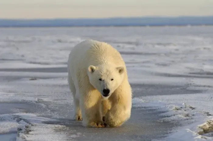 Framed Print : polar bear, Ursus maritimus, walking on the pack ice, 1002 coastal plain of the Arctic Framed Print : polar bear, Ursus maritimus, walking on the pack ice, 1002 coastal plain of the Arctic