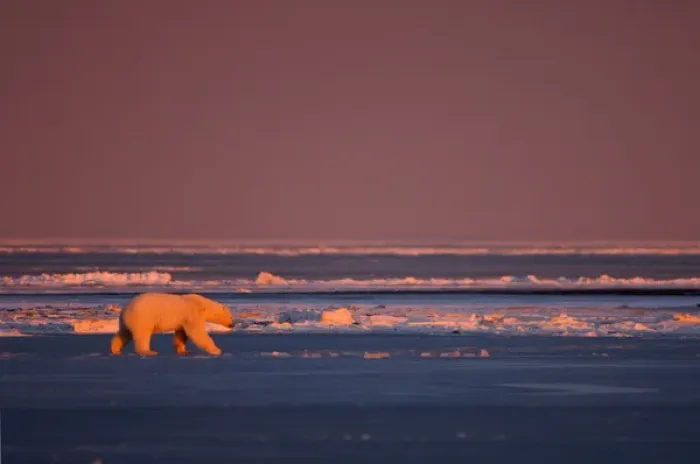 Framed Print : polar bear, Ursus maritimus, walking on the pack ice at sunrise, 1002 coastal plain Framed Print : polar bear, Ursus maritimus, walking on the pack ice at sunrise, 1002 coastal plain