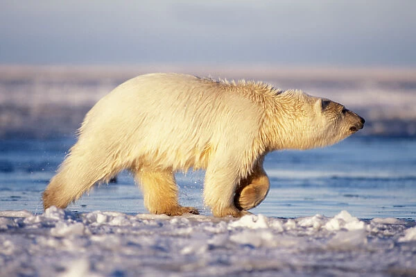 polar bear, Ursus maritimus, walking along slushy pack ice, 1002 coastal plain of