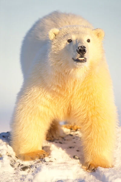 polar bear, Ursus maritimus, a young bear in the 1002 area of the Arctic National Wildlife Refuge