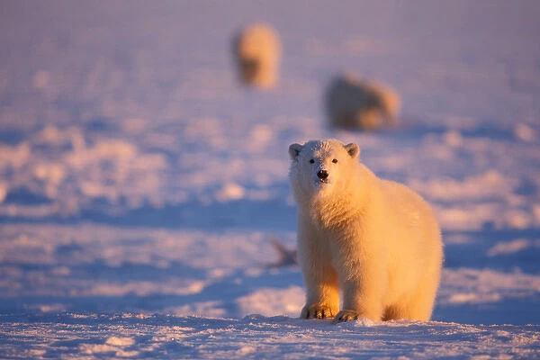 polar bear, Ursus maritimus, a young curious bear in the 1002 area of the Arctic