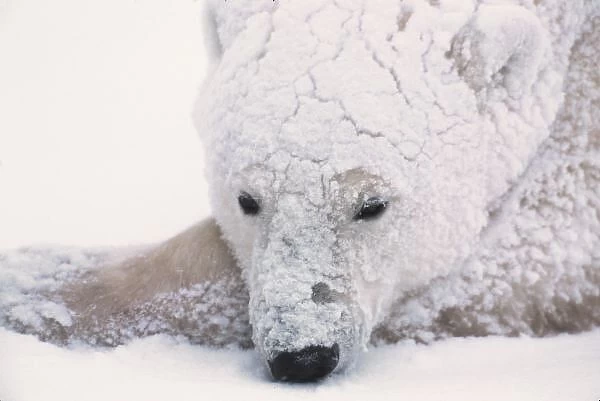 Polar Bear, Urus Maritimus, Arctic, Churchill, Manitoba, Canada, Hudson Bay