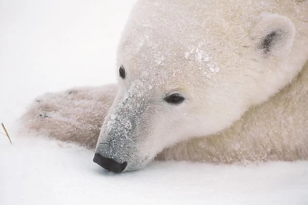 Polar Bear, Urus Maritimus, Arctic, Churchill, Manitoba, Canada, Hudson Bay, Day Dreaming