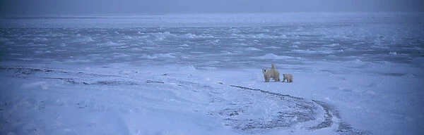 02. Polar Bears (Ursus maritimus) Canada