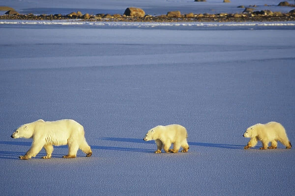 Polar Bears (Ursus maritimus) female with 2 cubs walking on frozen pond, Churchill
