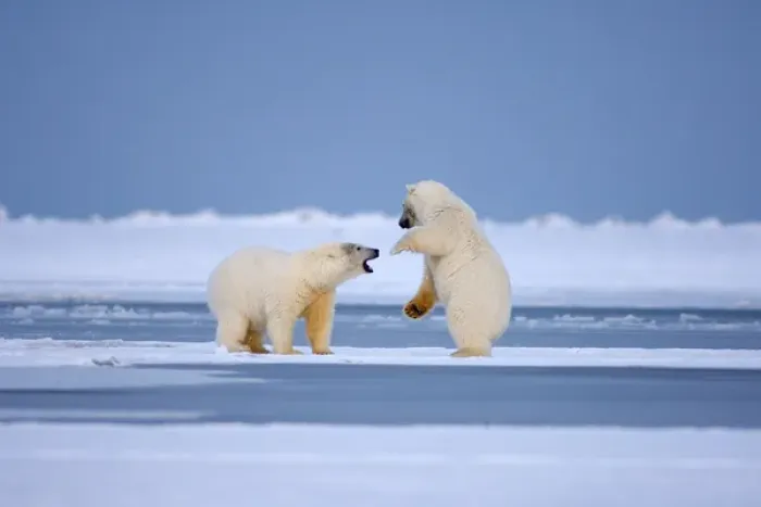 Framed Print : polar bears, Ursus maritimus, playing around on the pack ice, 1002 coastal plain Framed Print : polar bears, Ursus maritimus, playing around on the pack ice, 1002 coastal plain