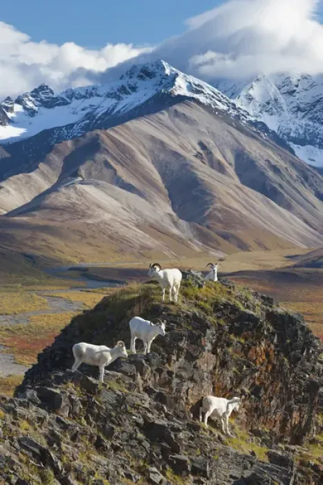 Framed Print : Polychrome Pass, Denali National Park, Alaska, five dall sheep rams perch on a cliff Framed Print : Polychrome Pass, Denali National Park, Alaska, five dall sheep rams perch on a cliff