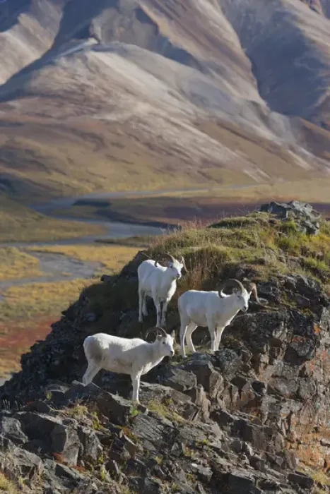 Framed Print : Polychrome Pass, Denali National Park, Alaska, three dall sheep rams perch on a cliff Framed Print : Polychrome Pass, Denali National Park, Alaska, three dall sheep rams perch on a cliff
