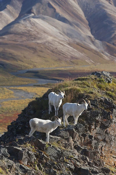 Polychrome Pass, Denali National Park, Alaska, three dall sheep rams perch on a cliff