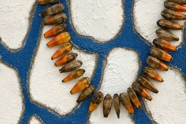 Polynesia, Kingdom of Tonga, Nuku alofa. Details of a seed necklace left on a