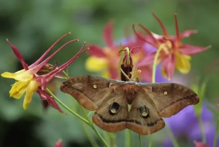 Framed Print : Polyphemus Moth on Columbine in Garden Framed Print : Polyphemus Moth on Columbine in Garden